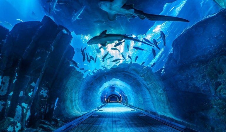 Dubai-Aquarium-and-Under-Water-Zoo