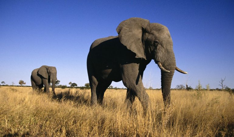 Masai Mara