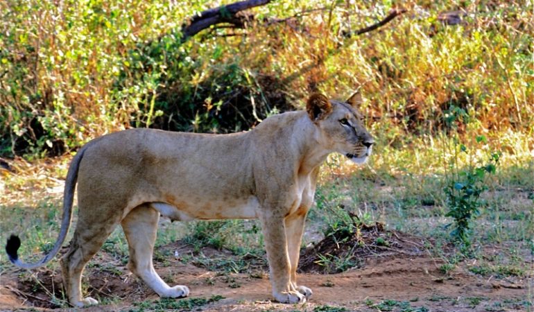 Samburu Safari Holiday Package