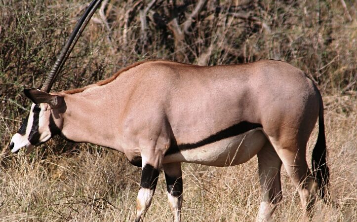 Samburu Safari Holiday Package