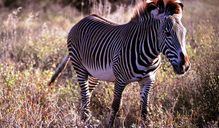 Samburu Safari Holiday Package