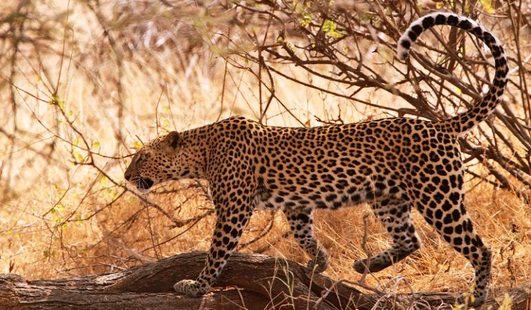 Samburu Safari Holiday Package