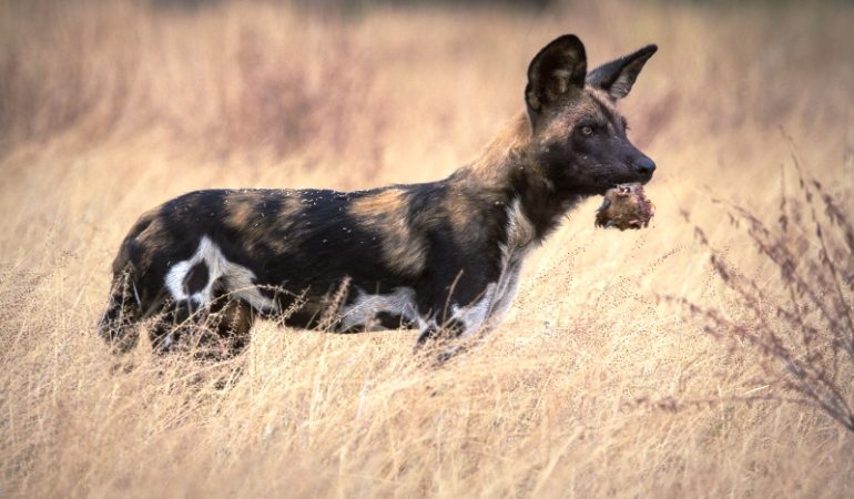 Samburu Safari Holiday Package