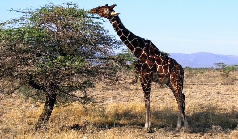 Samburu Safari Holiday Package