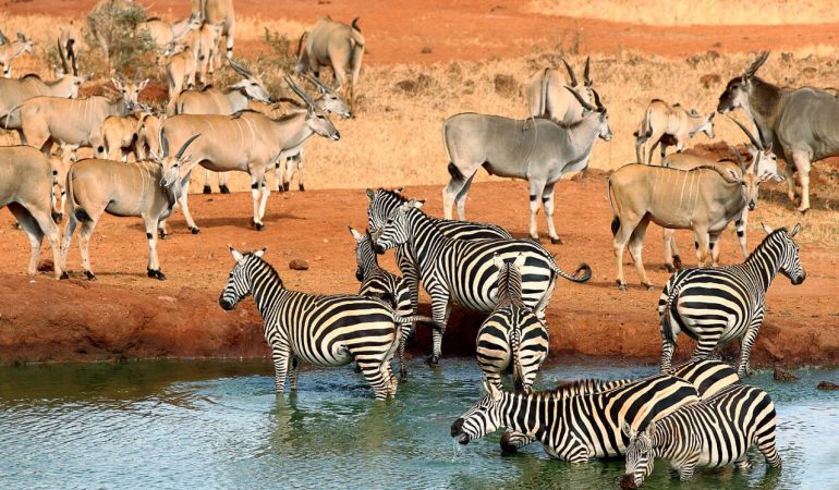 Tsavo Holiday Offers