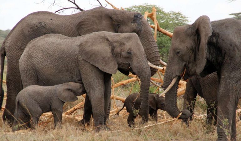 Elephants