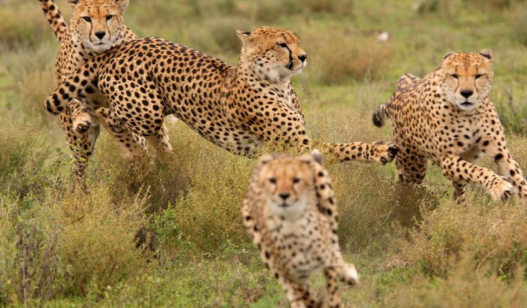 Masai Mara
