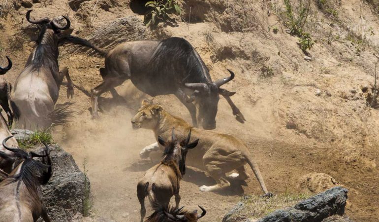 Masai Mara