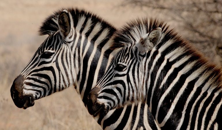 zebra-wild-animal-africa-stripes